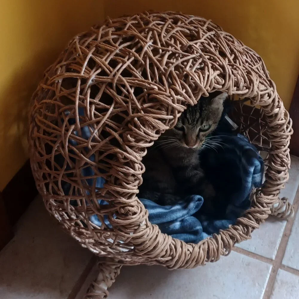 Homemade FiberRush Cat/Dog Bed small/med